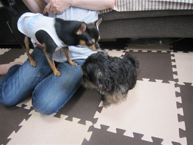 f:id:yasukazu01:20120909143702j:image