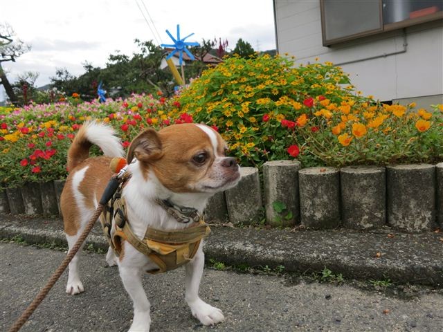 f:id:yasukazu01:20120916092640j:image f:id:yasukazu01:20120916092640j:image