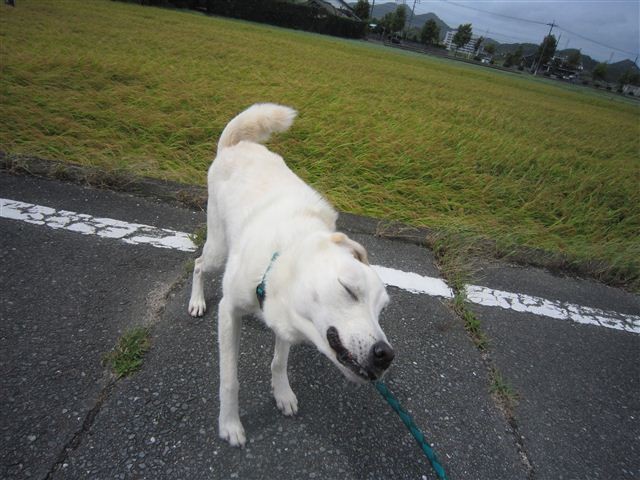 f:id:yasukazu01:20120917115238j:image