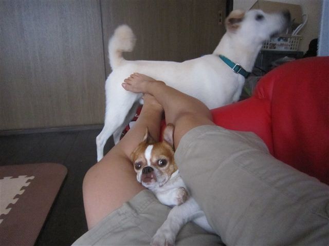 f:id:yasukazu01:20120917170232j:image f:id:yasukazu01:20120917170232j:image