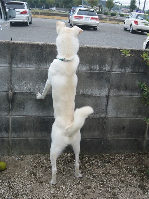 f:id:yasukazu01:20121006120049j:image f:id:yasukazu01:20121006120049j:image