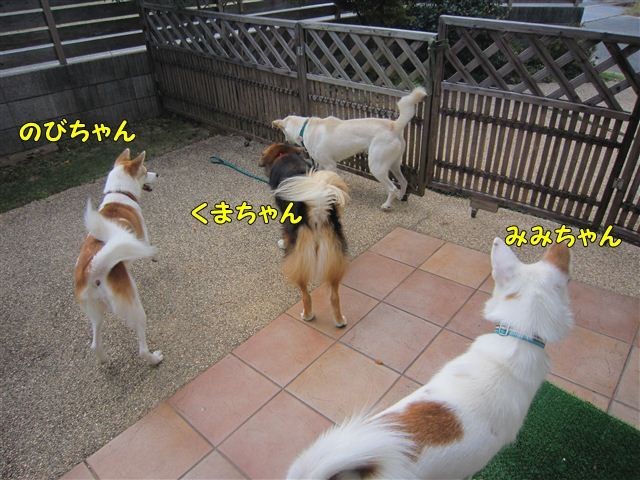 f:id:yasukazu01:20121008160800j:image f:id:yasukazu01:20121008160800j:image