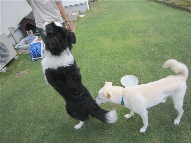 f:id:yasukazu01:20121008162407j:image f:id:yasukazu01:20121008162407j:image