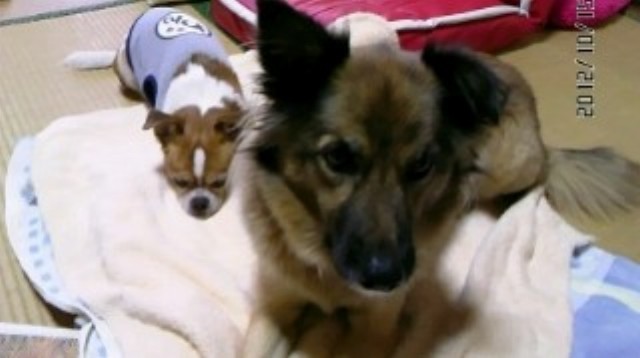 f:id:yasukazu01:20121016220056j:image