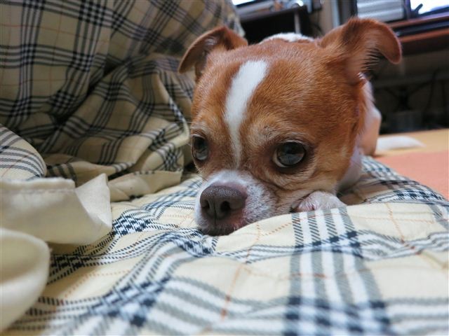 f:id:yasukazu01:20121030195655j:image