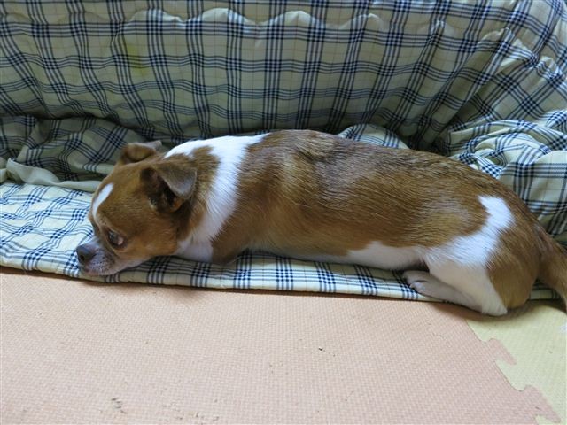 f:id:yasukazu01:20121030195720j:image