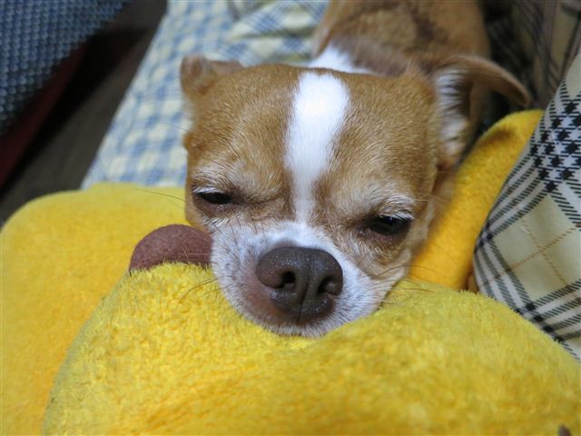 f:id:yasukazu01:20121101193028j:image