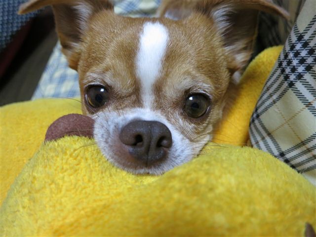 f:id:yasukazu01:20121101193058j:image