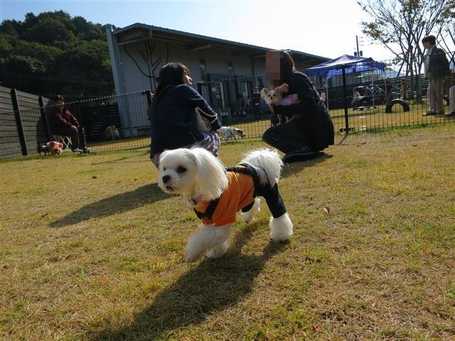 f:id:yasukazu01:20121103102356j:image