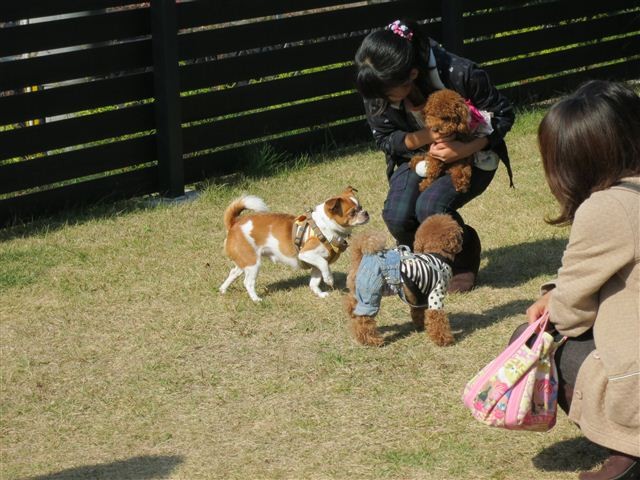 f:id:yasukazu01:20121103105550j:image