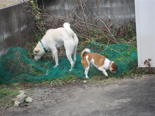 f:id:yasukazu01:20121130124924j:image
