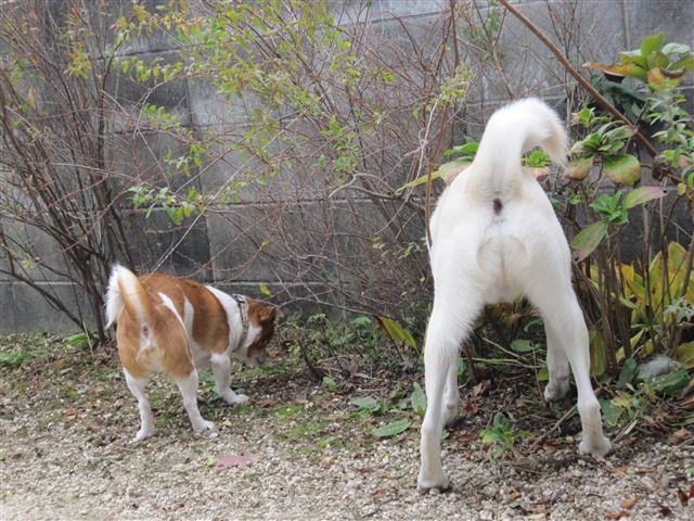 f:id:yasukazu01:20121130125141j:image