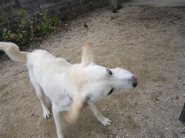 f:id:yasukazu01:20121130130331j:image
