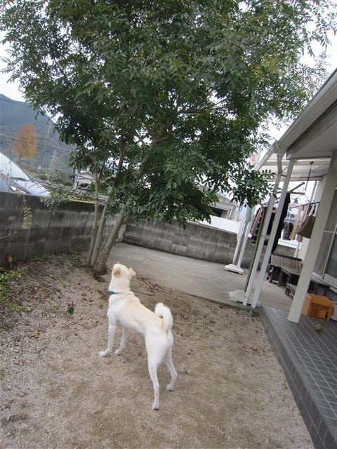 f:id:yasukazu01:20121130130524j:image