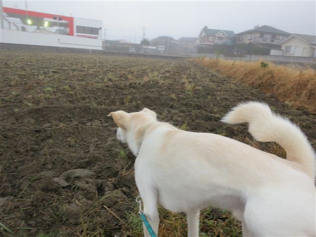 20121203070613
