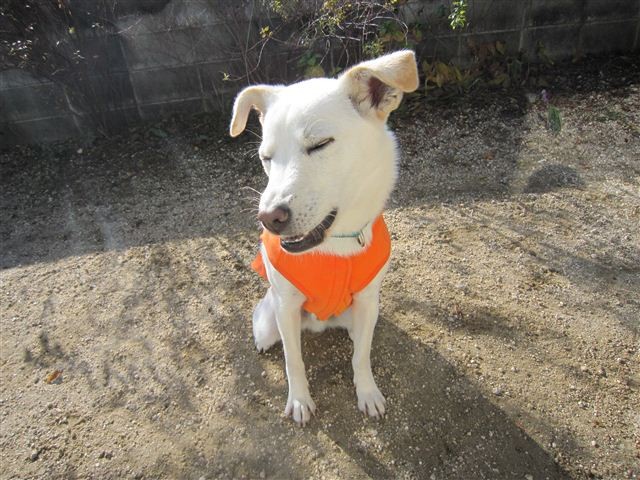 f:id:yasukazu01:20121211102034j:image