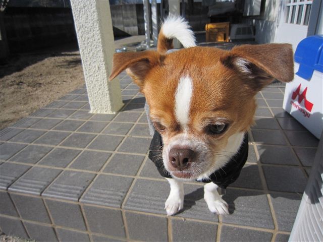 f:id:yasukazu01:20121211102427j:image