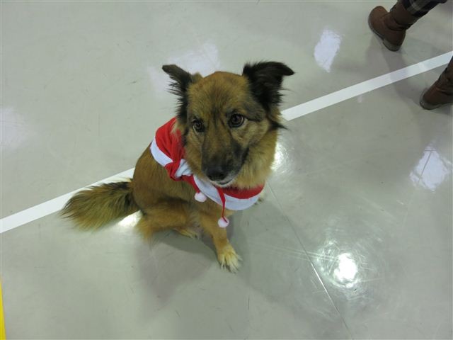 f:id:yasukazu01:20121215112109j:image