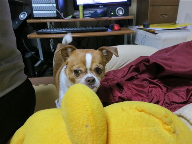 f:id:yasukazu01:20121215191546j:image