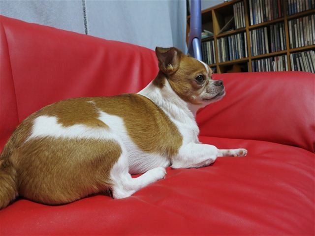 20121215192247