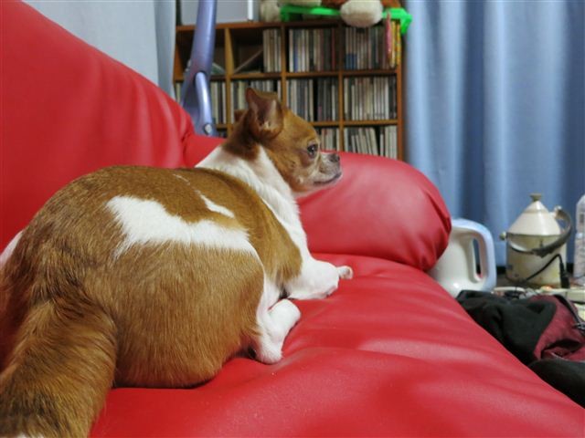 f:id:yasukazu01:20121215192255j:image