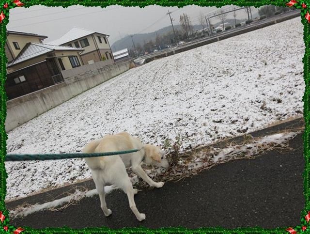f:id:yasukazu01:20121225081329j:image