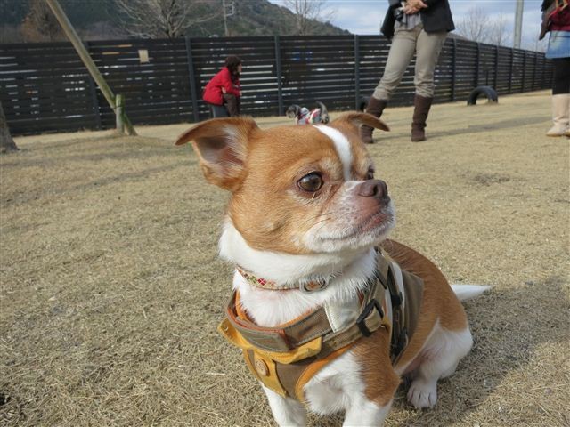 f:id:yasukazu01:20130106113312j:image