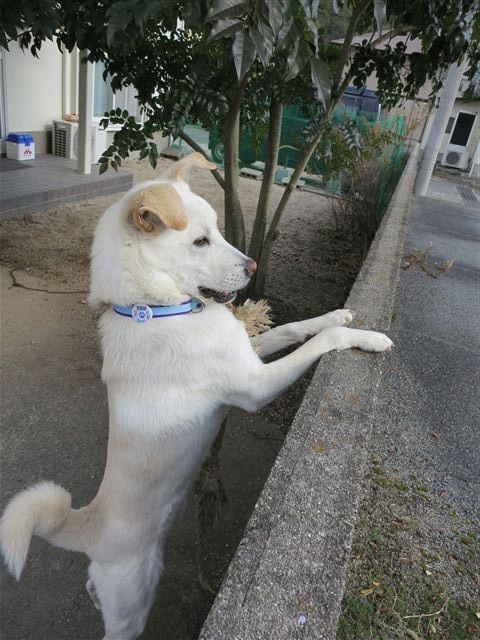 f:id:yasukazu01:20130106125056j:image