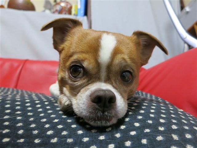 f:id:yasukazu01:20130117180055j:image
