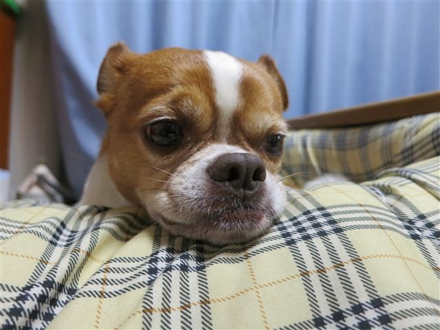 f:id:yasukazu01:20130122184221j:image