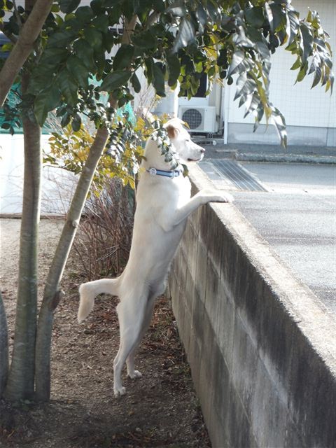 f:id:yasukazu01:20130127220749j:image
