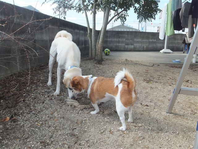 f:id:yasukazu01:20130128122645j:image