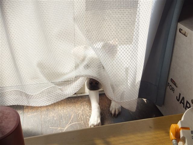 f:id:yasukazu01:20130129112115j:image