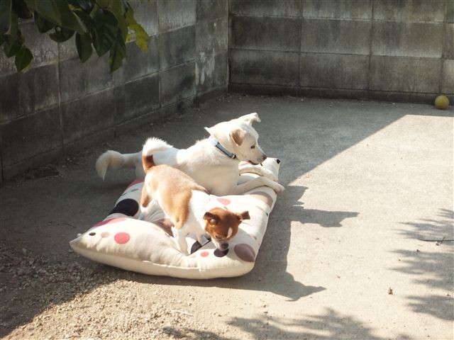 f:id:yasukazu01:20130131122233j:image