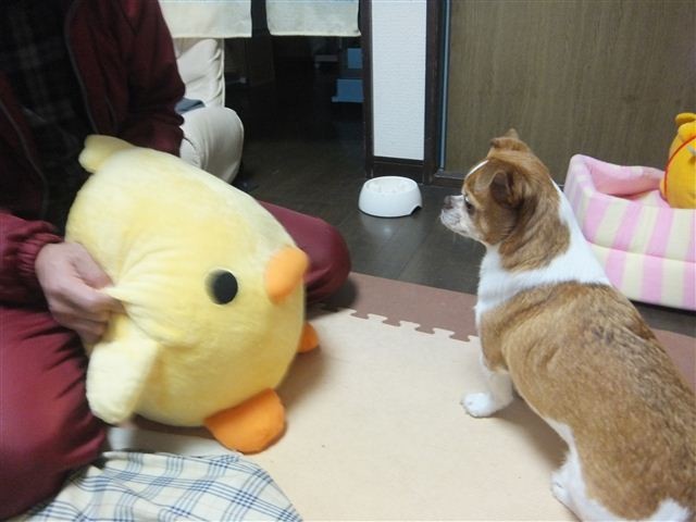 f:id:yasukazu01:20130201220245j:image
