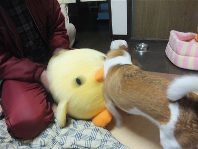 f:id:yasukazu01:20130201220258j:image