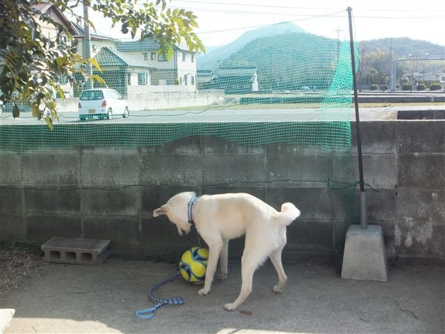 f:id:yasukazu01:20130213201746j:image