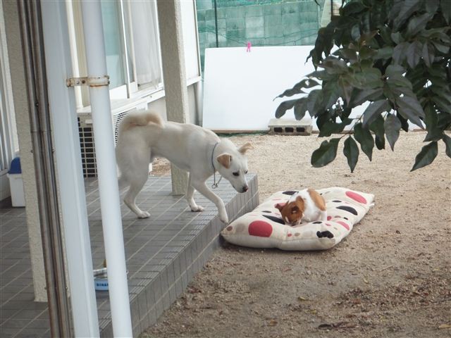 f:id:yasukazu01:20130219123746j:image f:id:yasukazu01:20130219123746j:image