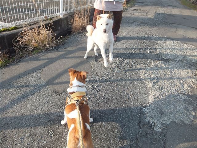 f:id:yasukazu01:20130227165058j:image