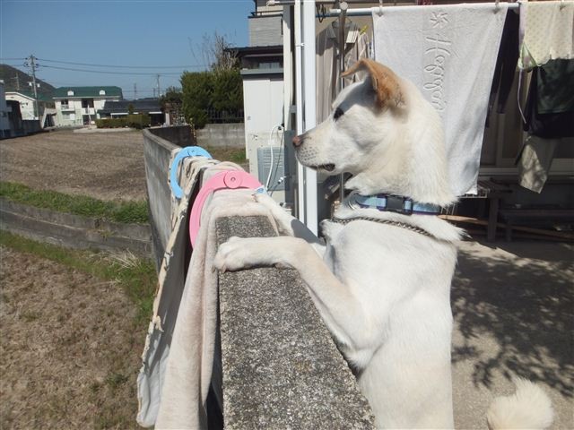 f:id:yasukazu01:20130228120840j:image