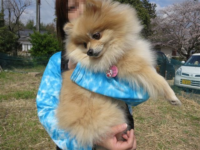 f:id:yasukazu01:20130331140851j:image