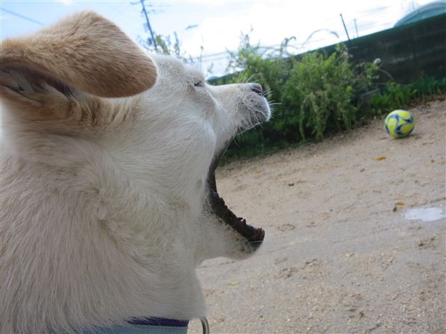 f:id:yasukazu01:20130407132701j:image