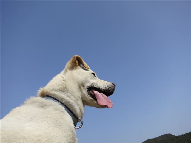 f:id:yasukazu01:20130409142700j:image