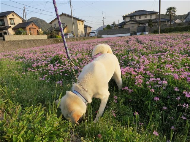 f:id:yasukazu01:20130409175445j:image