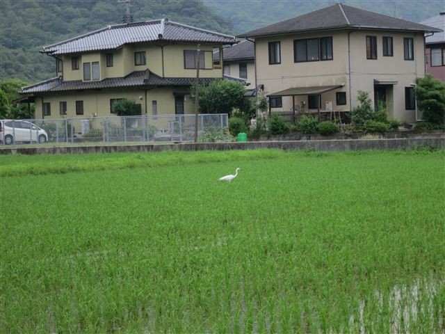 f:id:yasukazu01:20130625160224j:image