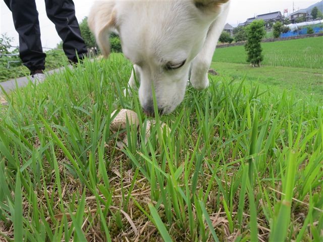 f:id:yasukazu01:20130625160428j:image