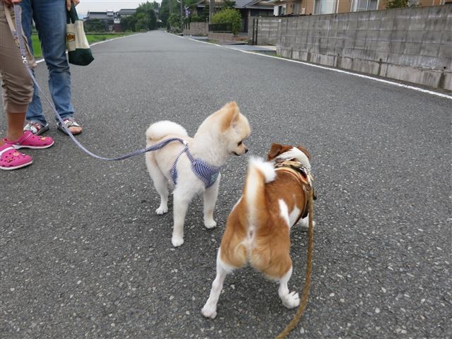 f:id:yasukazu01:20130809221244j:image f:id:yasukazu01:20130809221244j:image