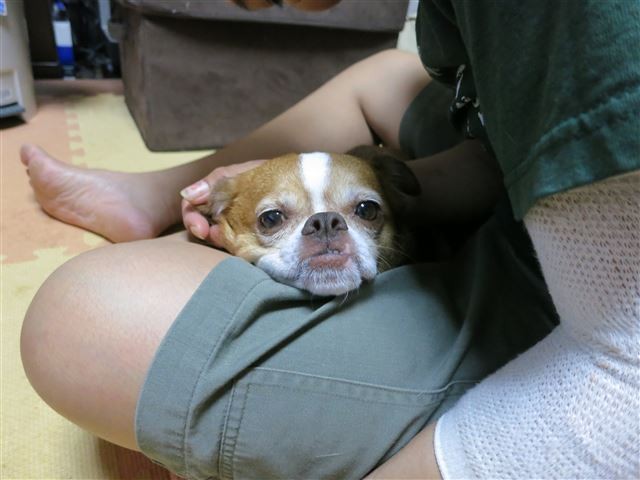 f:id:yasukazu01:20130824201737j:image