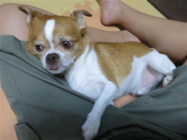 f:id:yasukazu01:20130824202052j:image