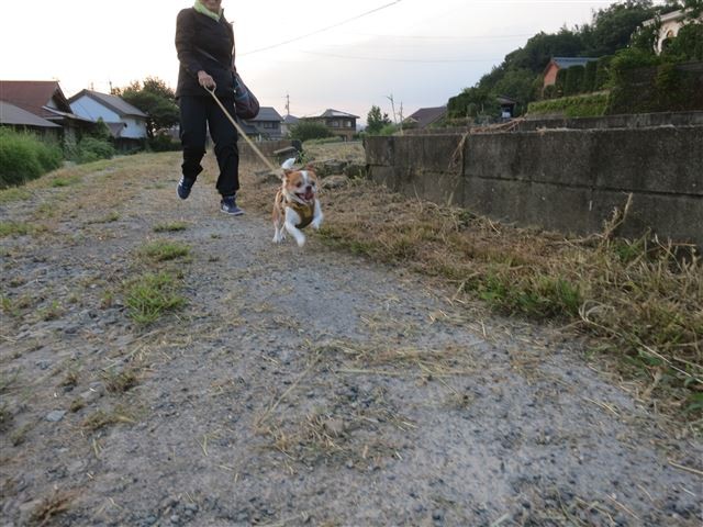 f:id:yasukazu01:20130913222349j:image
